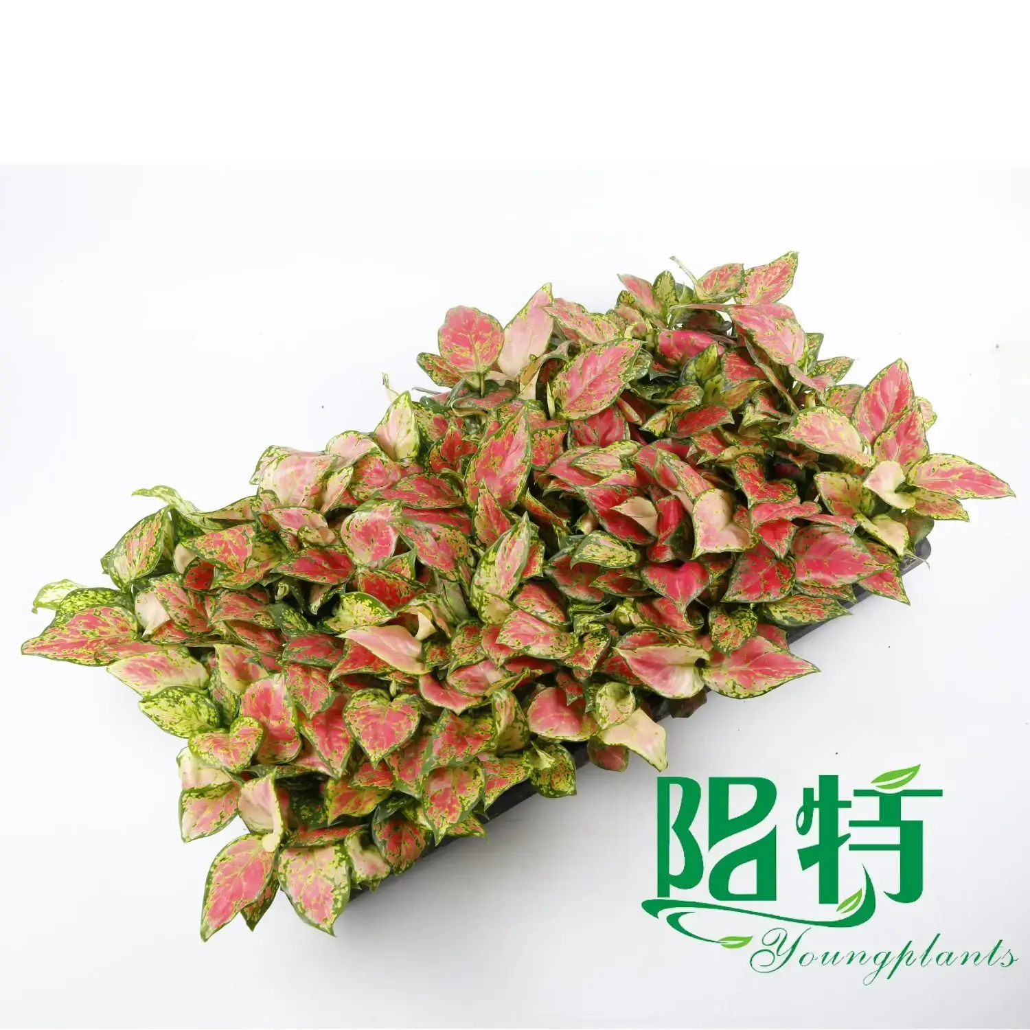 Aglaonema Pink Beauty - Tissue Culture Plants & Plug Plants 3