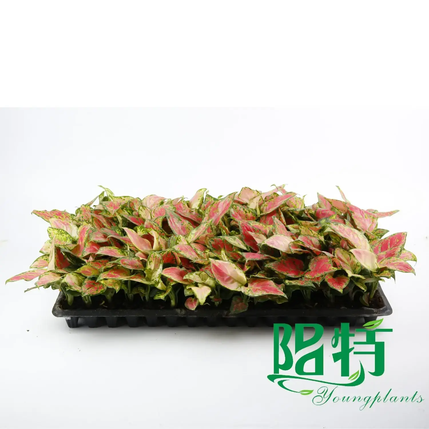 Aglaonema Pink Beauty - Tissue Culture Plants & Plug Plants 4