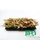 Aglaonema Pink Beauty - Tissue Culture Plants & Plug Plants 4