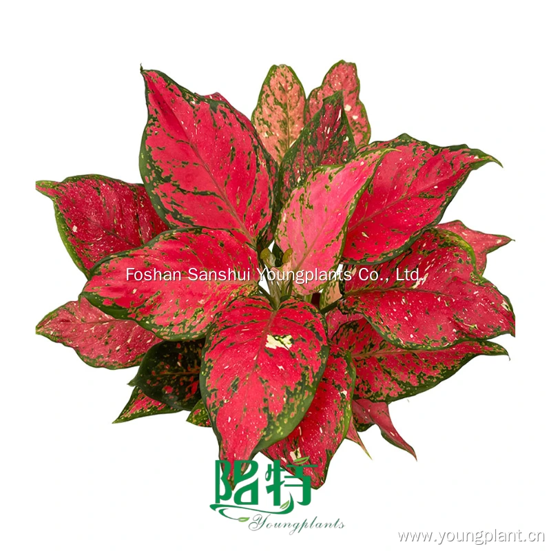 Foshan Youngplants | Aglaonema Red Mushroom Tissue Culture Live Plants Wholesale 1