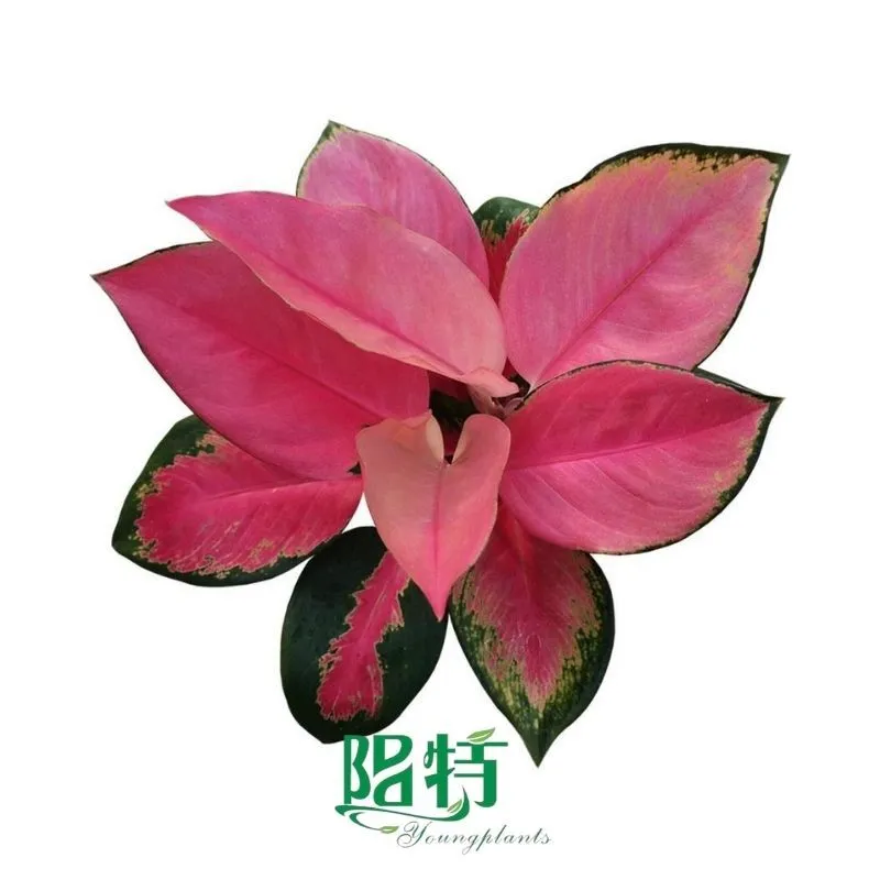 Foshan Youngplants - Aglaonema China Red Rooted Plant Plugs Seedlings Indoor/Outdoor Wholesale for Grower 1