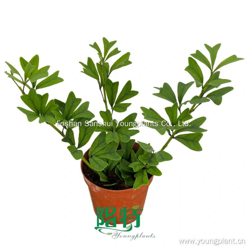 Foshan Youngplants | Schefflera emarginata Wholesale Seedlings Cuttings Tissue Culture 1
