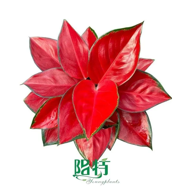 Foshan Youngplants - Aglaonema Thailand Red Rooted Plant Plugs Seedlings Indoor/Outdoor Wholesale for Grower 1