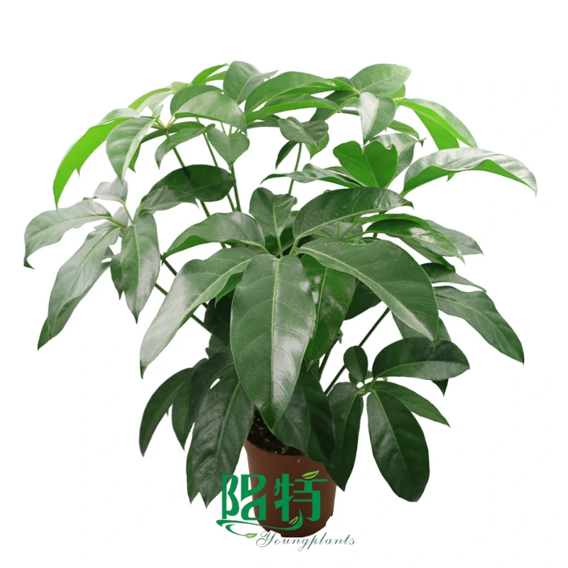 Foshan Youngplants | Schefflera octophylla Amate Wholesale Supplier Tissue Culture liners 1