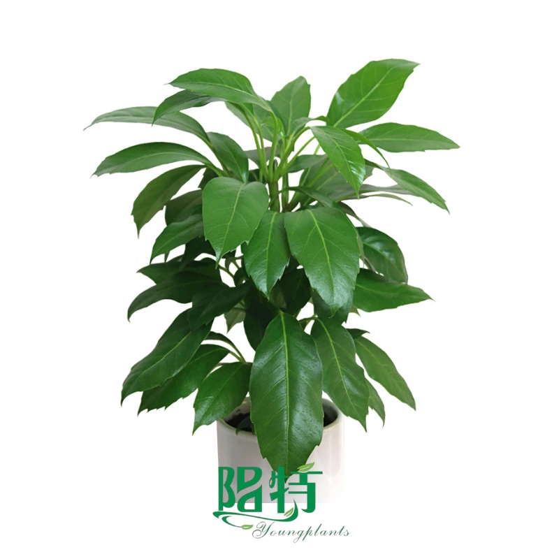 Foshan Youngplants - Schefflera Alpha Indoor Plants Import and Export Schefflera 1