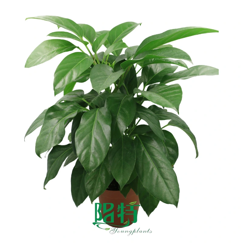 Foshan Youngplants - Schefflera Alpine Wholesale Plantlets Tissue Culture Young Plants Schefflera 1