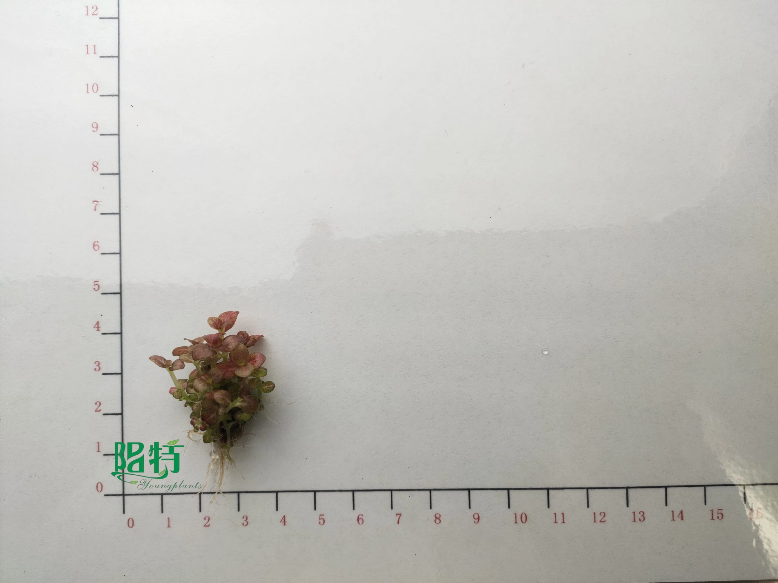 fittonia at Wholesale Prices | Youngplants 3