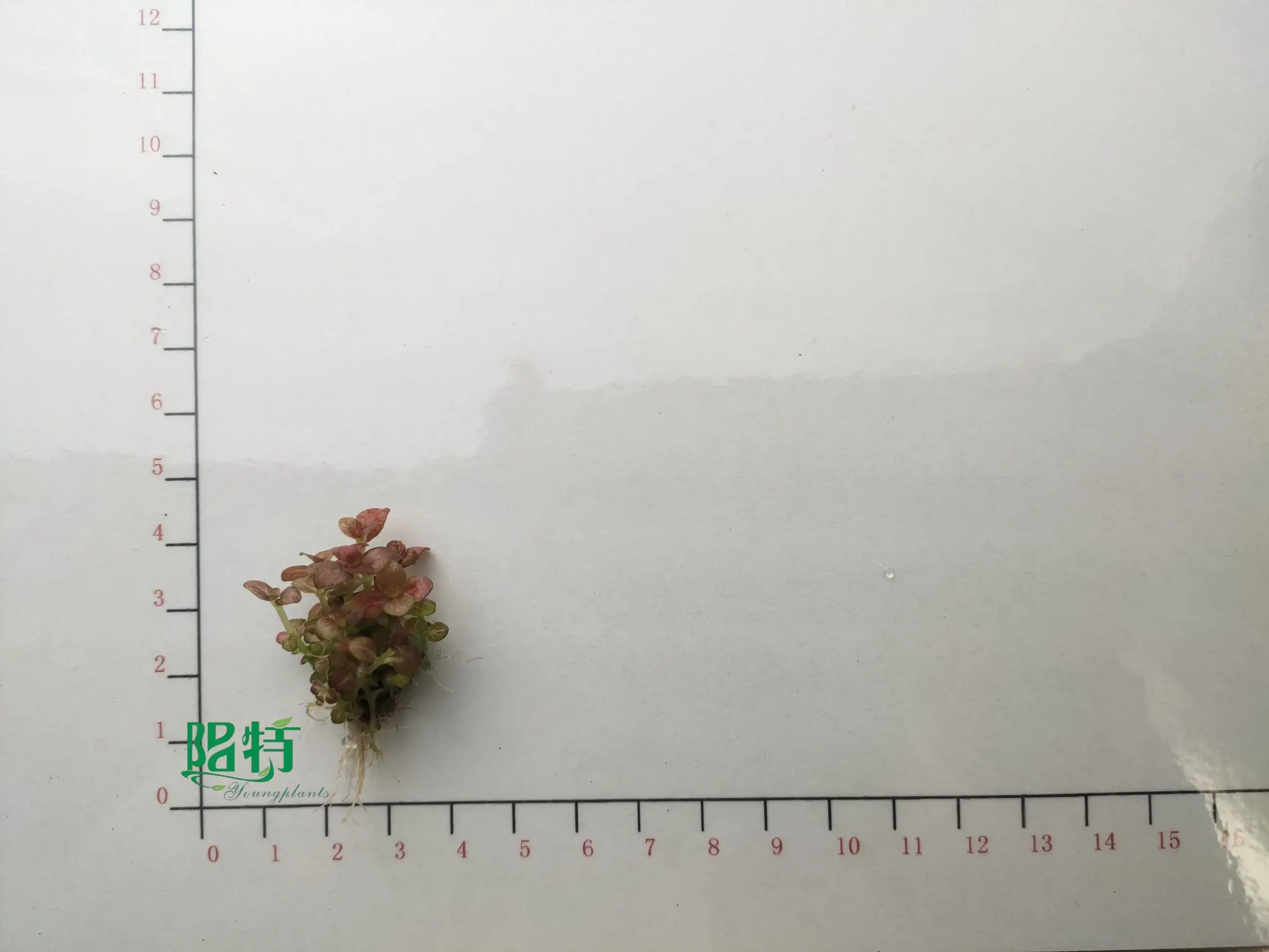 Custom white nerve plant  Manufacturer | Youngplants 2