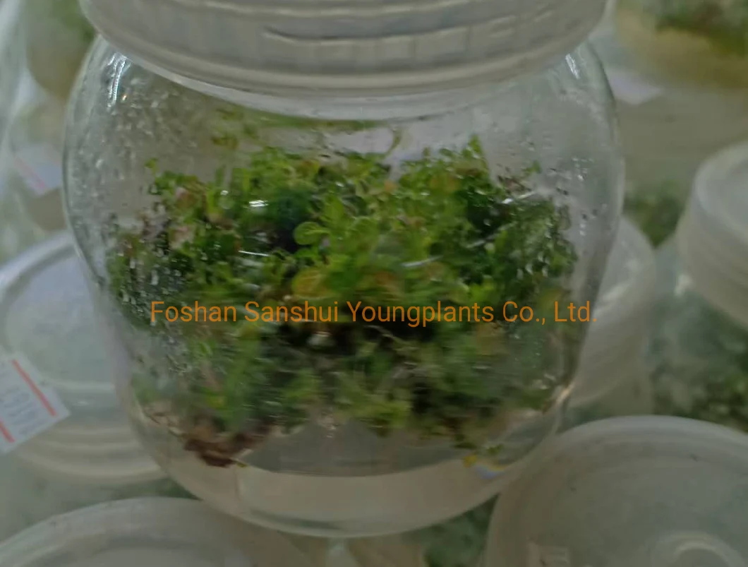 Fittonia Red Cloud Tissue Culture Invitro Plant Nursery Import Wholesale From China