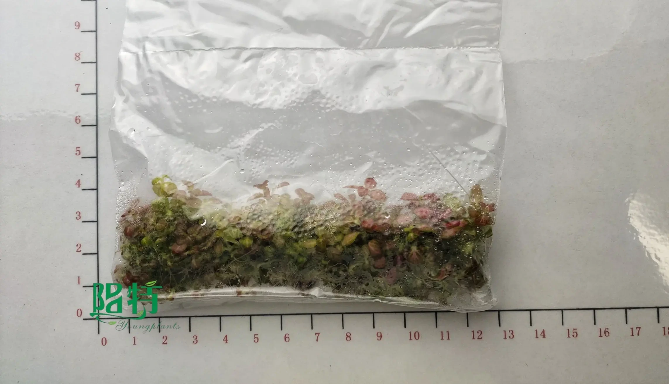 Foshan Youngplants - Fittonia Red Cloud Tissue Culture Invitro Plant Nursery Import Wholesale From China Fittonia 1