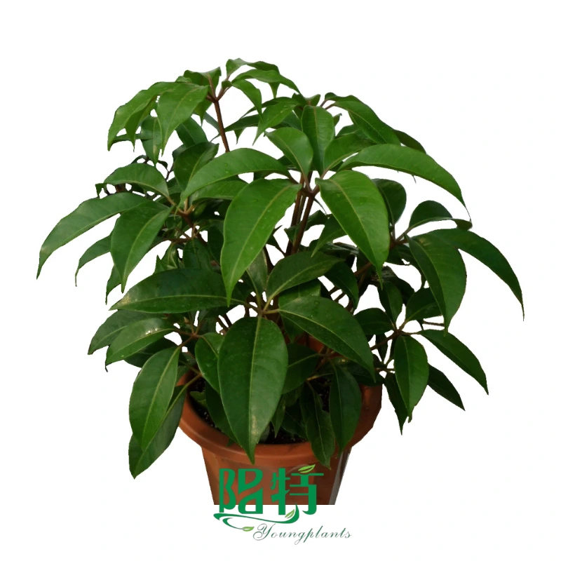 Foshan Youngplants - Schefflera Tupidanthus Calyptratus Plants Wholesale Export Schefflera 1