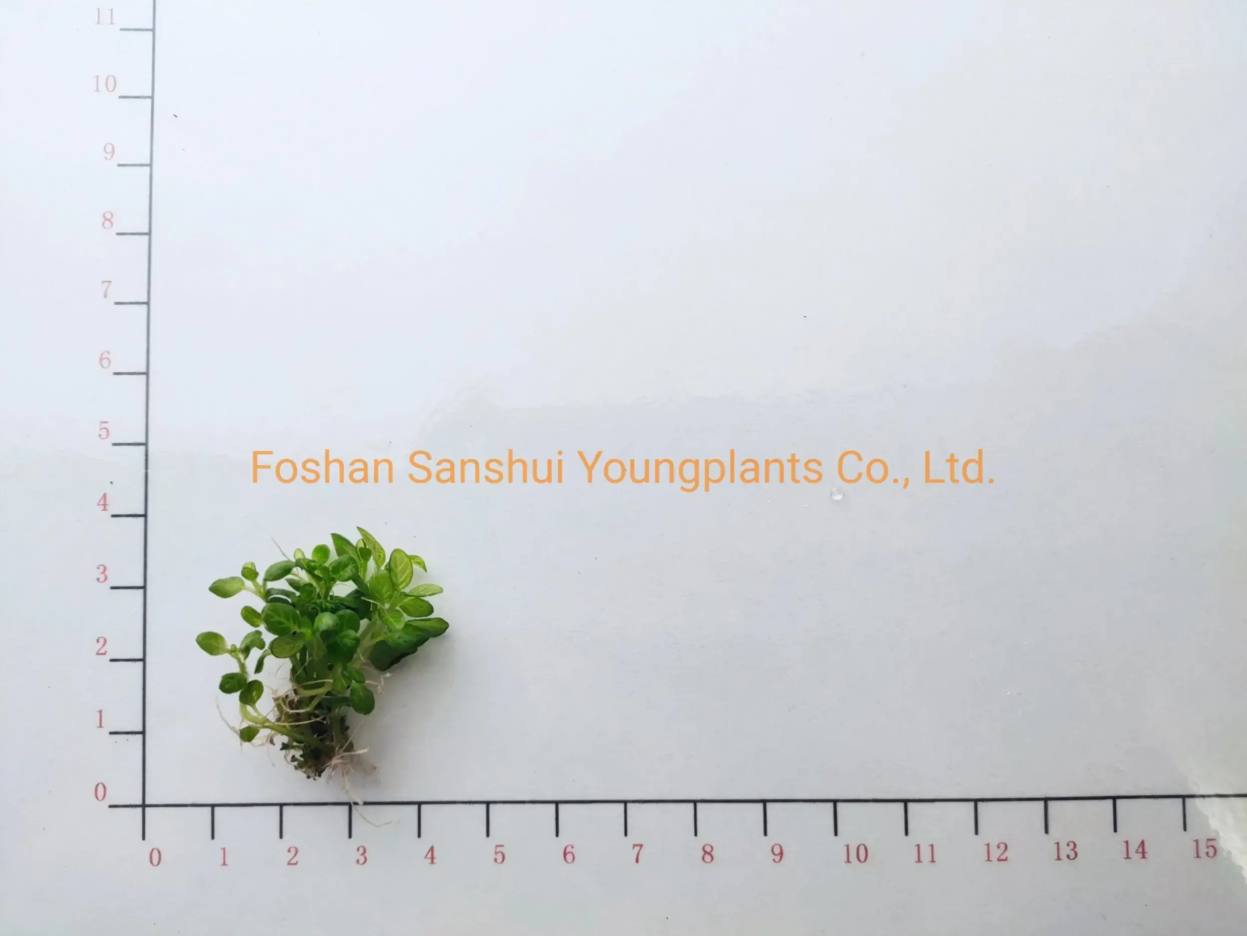  fittonia soil mix  | Youngplants 2