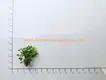  fittonia soil mix  | Youngplants 2