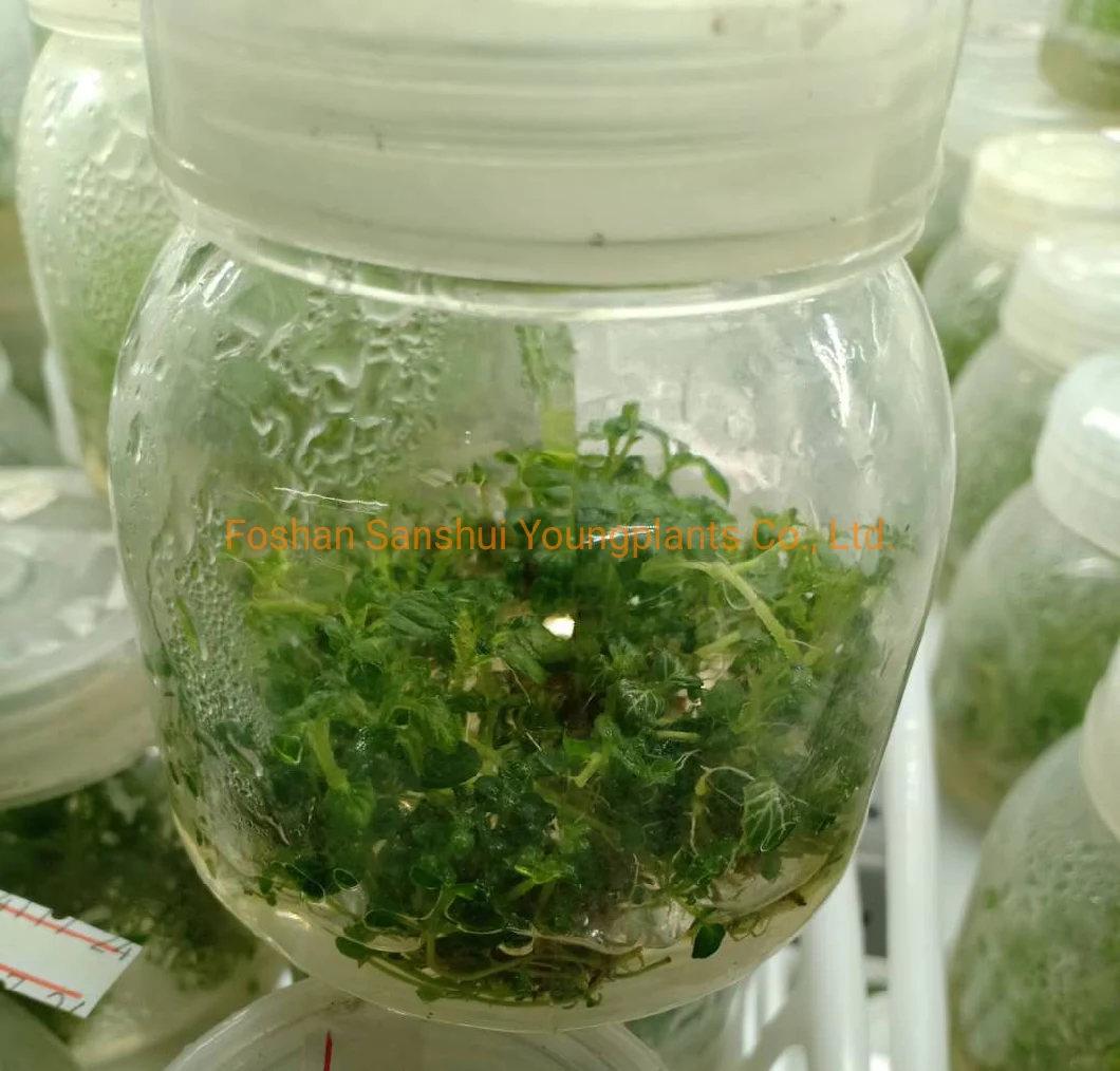 Cultura de tecidos Fittonia White Angel Invitro Viveiro de plantas Importação por atacado da China
