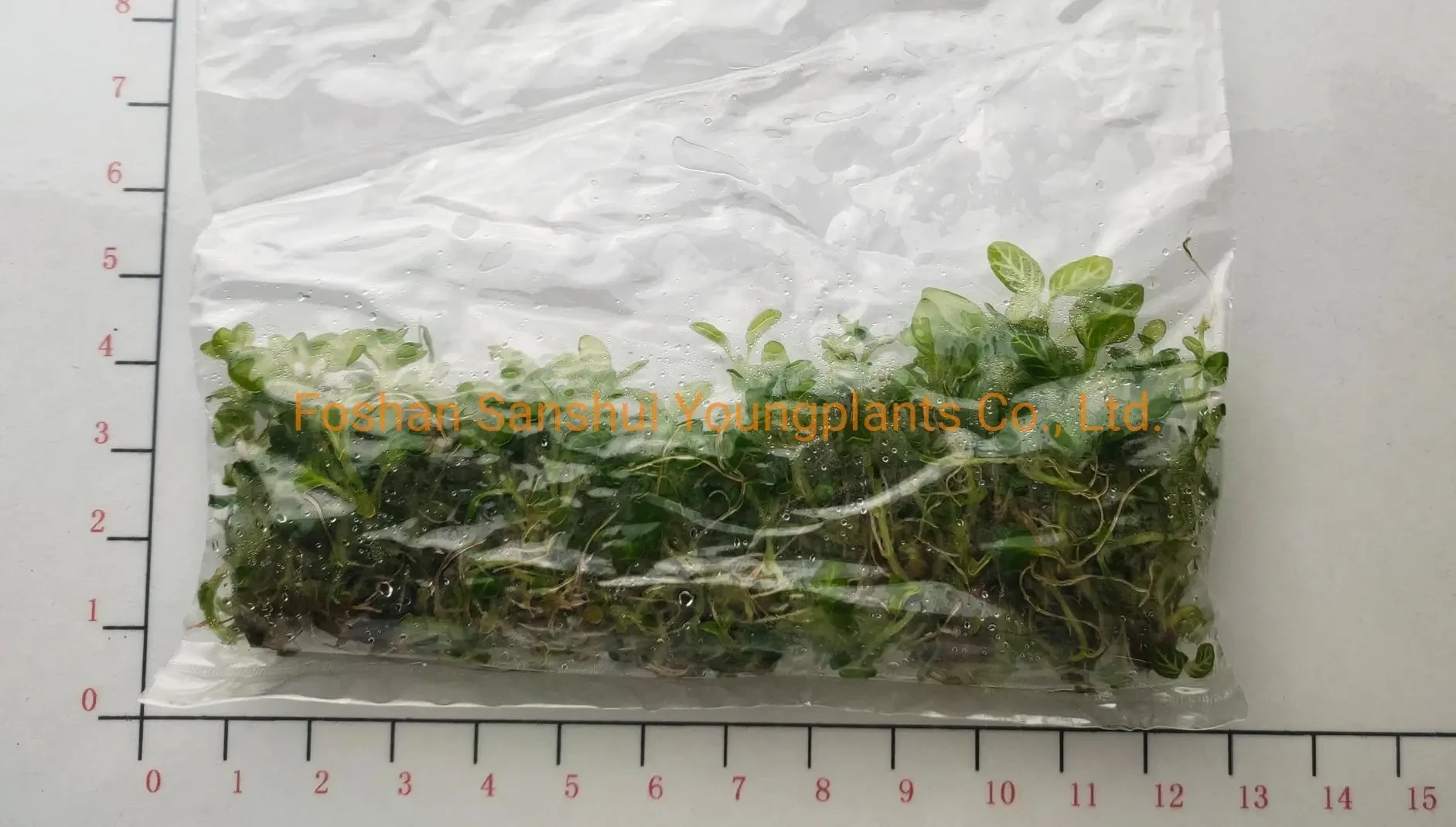 Foshan Youngplants - Fittonia White Angel Tissue Culture Invitro Plant Nursery Import Wholesale From China Fittonia 1