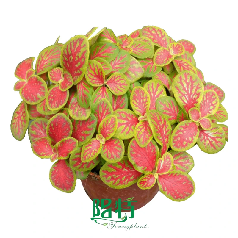 Foshan Youngplants - Fittonia Forest Indoor Plants Tissue Culture and Plugs Export 1