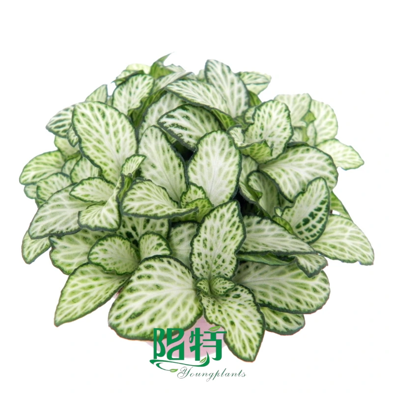 Foshan Youngplants - Fittonia Snow Anne Indoor Plants Tissue Culture and Plugs Fittonia 1