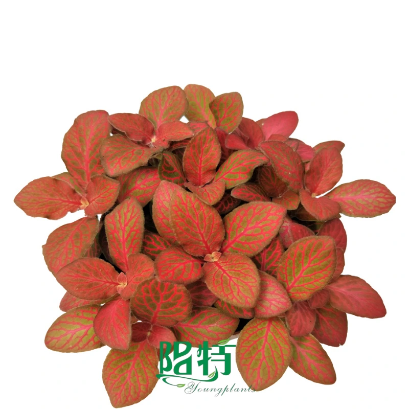 Foshan Youngplants - Fittonia Red Flame Indoor Plants Export Worldwide Fittonia 1
