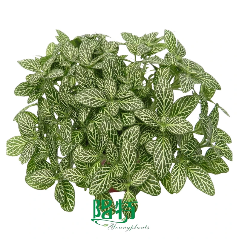 Foshan Youngplants - Fittonia White Angel Indoor Plants Tissue Culture and Plugs Fittonia 1