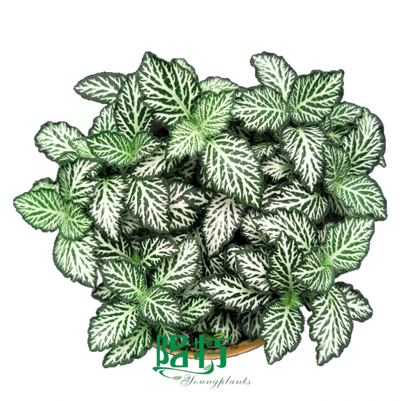 Foshan Youngplants - Fittonia Tiger Indoor Plants Tissue Culture Export Worldwide Fittonia 1