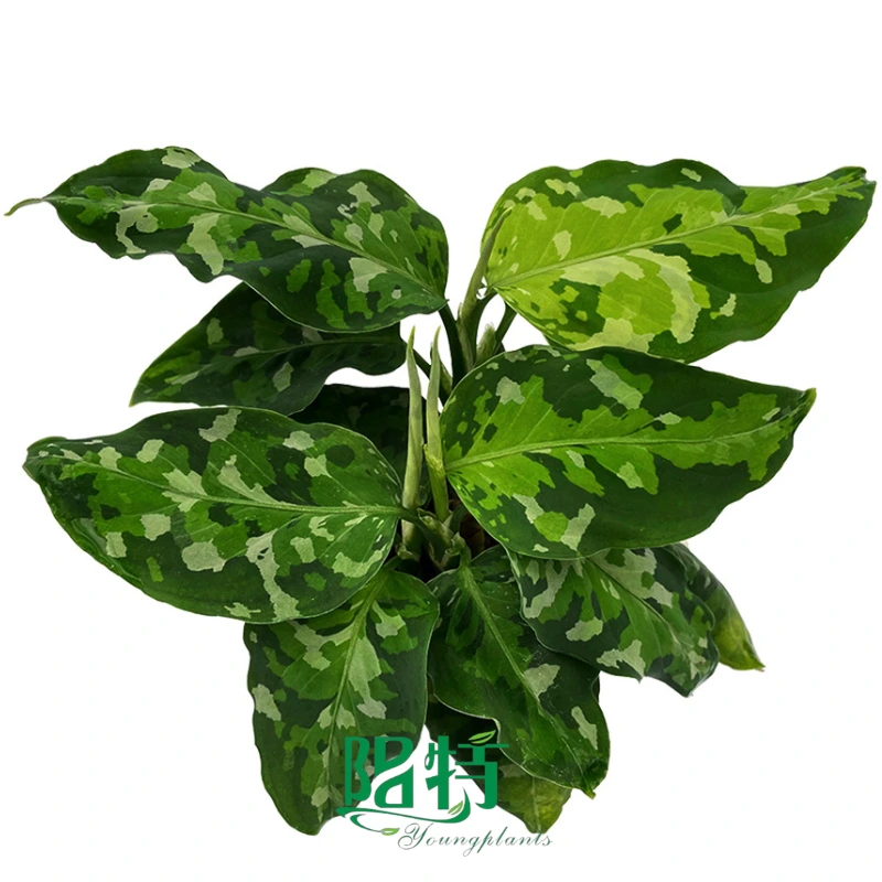 Foshan Youngplants - Aglaonema pictum tricolor 'Brumanica' Andaman port Blair 1