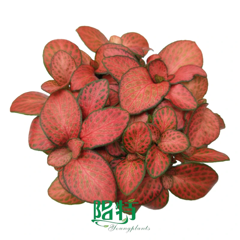 Youngplants Fittonia Red Cloud Indoor Nerve Fittonia Tissue Culture Plant 1