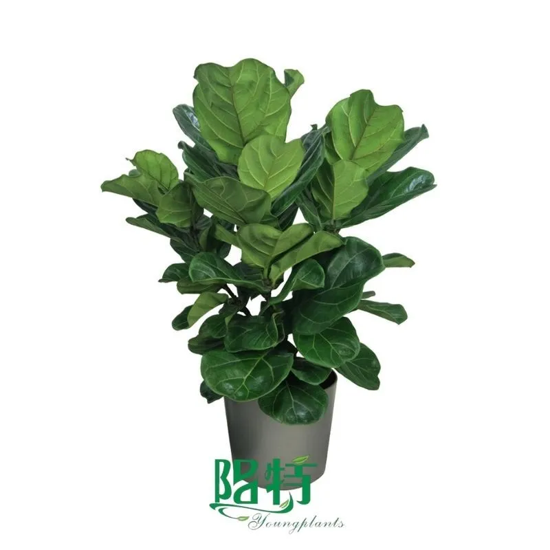 Foshan Youngplants - Wholesale Live Plants Supplier Growers Fiddle Leave High Quality Ficus lyrata 1