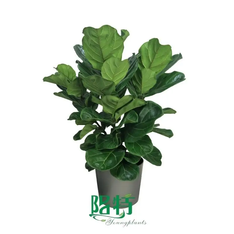 Fully Utilize chinese evegreen To Enhance Your Business