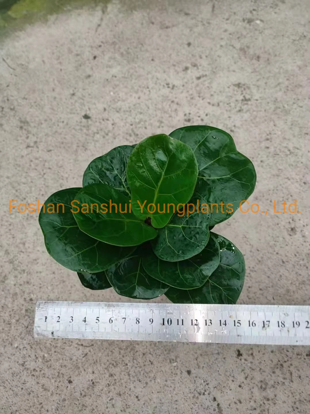 cuidados com plantas de interior de ficus | Plantas jovens 9