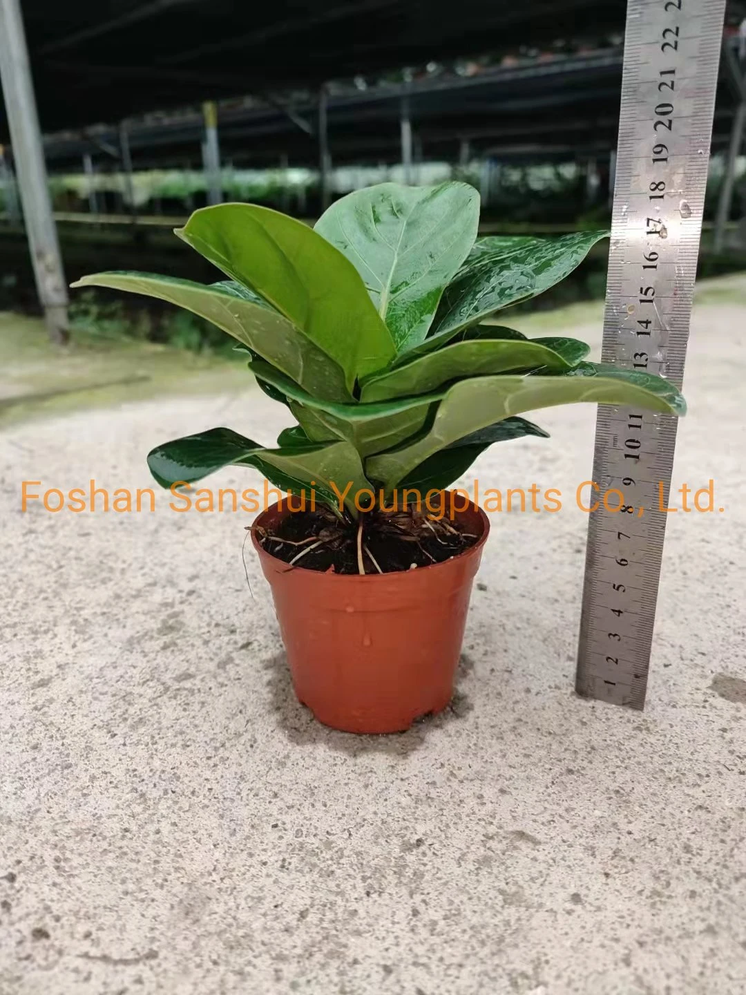 cuidados com plantas de interior de ficus | Plantas jovens 7