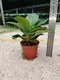 Youngplants | Best ficus bonsai care Factory 3
