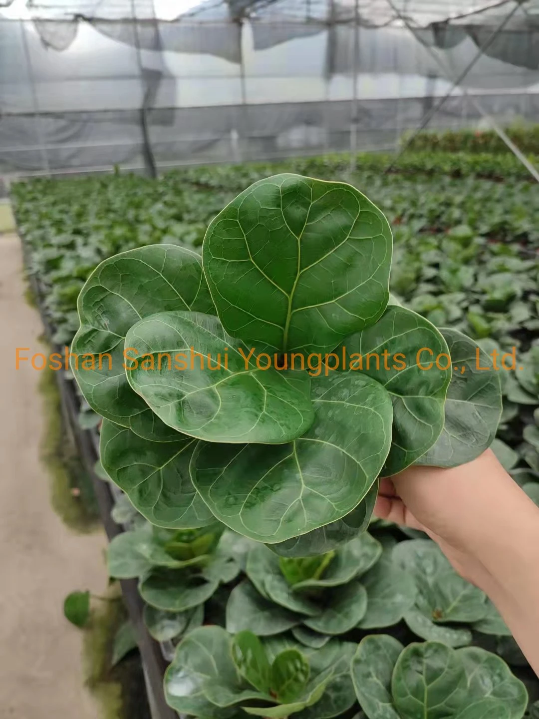 cuidados com plantas de interior de ficus | Plantas jovens 8