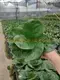 Youngplants | Best ficus bonsai care Factory 6