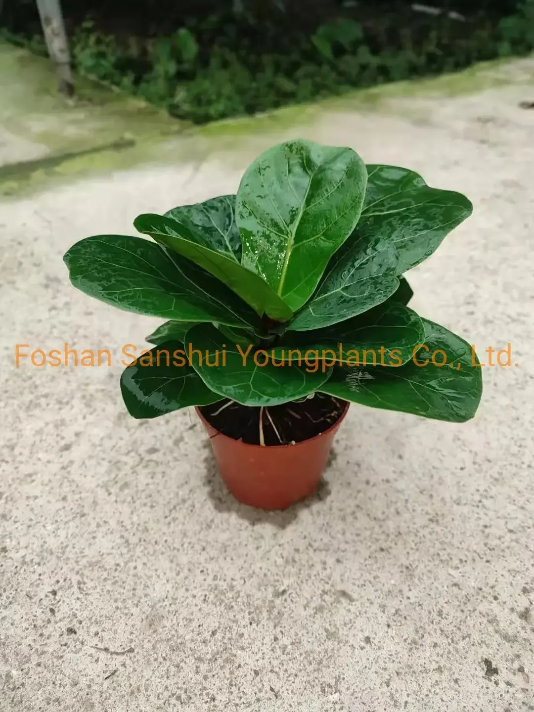Youngplants | Best ficus bonsai care Factory 2