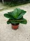 Youngplants | Best ficus bonsai care Factory 2