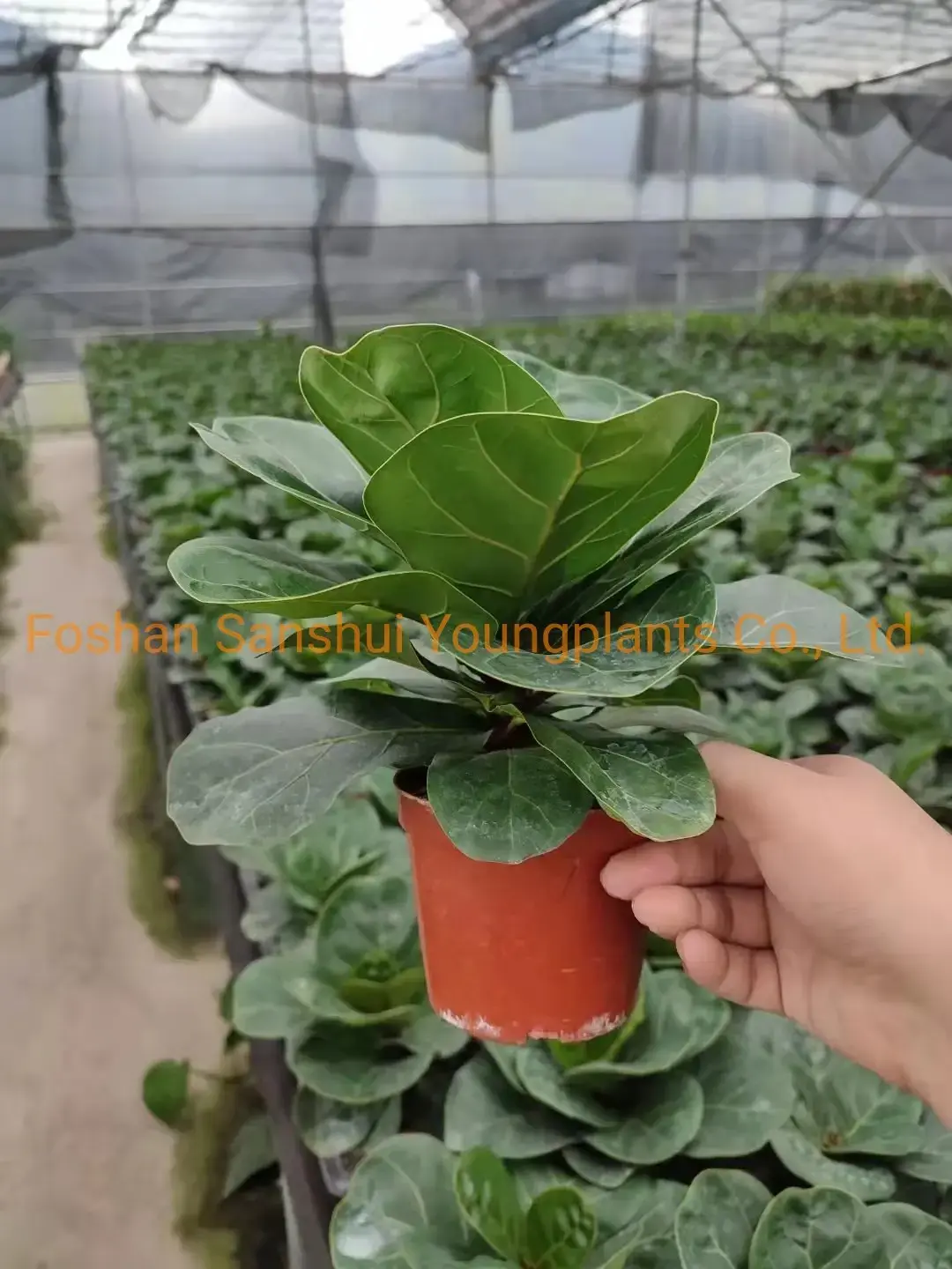 Youngplants | Best ficus bonsai care Factory 5