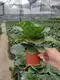 Youngplants | Best ficus bonsai care Factory 5