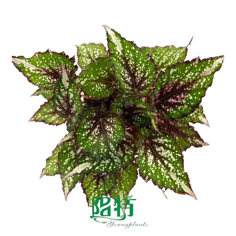 The Reasons Why We Love most expensive aglaonema plant