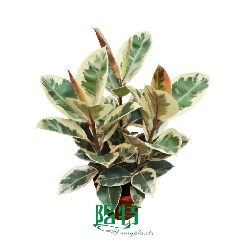 what is different aglaonema plants | Youngplants