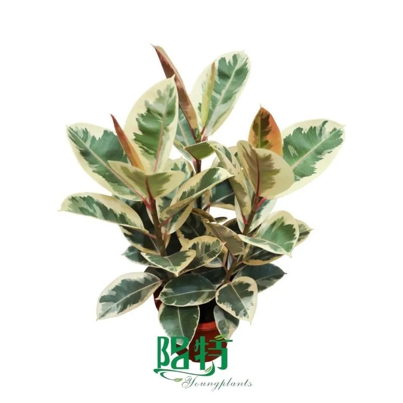 Foshan Youngplants - Wholesale Live Plants Supplier for Growers Tissue Culture Ficus religiosa 1
