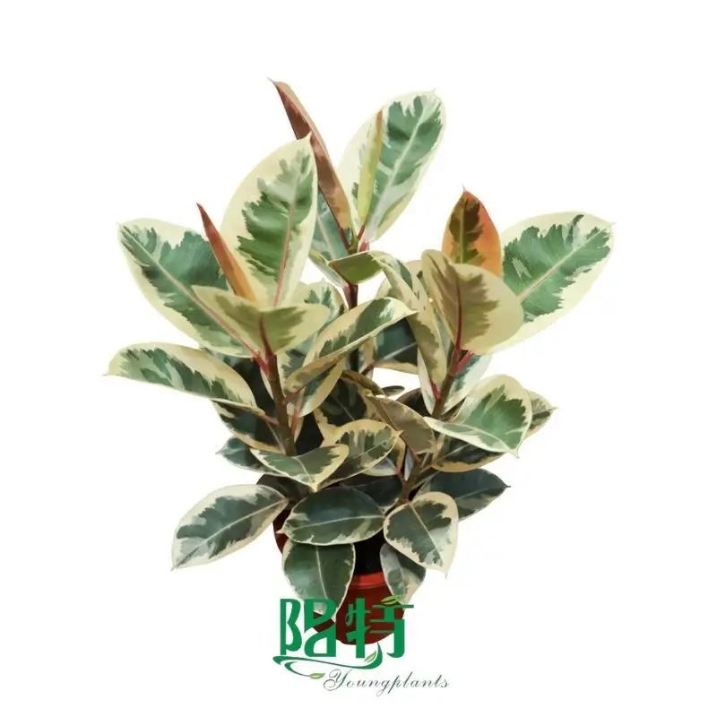 what is chinese wvergreen | Youngplants