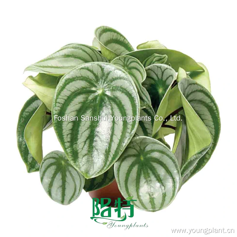 Foshan Youngplants | Peperomia 'Argyeia Meloenpe' Natural Tray Plug Plants Tissue Culture Wholesale Supplier 1
