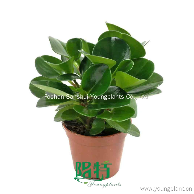 Foshan Youngplants - Peperomia Obtusifolia Jade Plant Nursery Wholesale Import From China Peperomia 1
