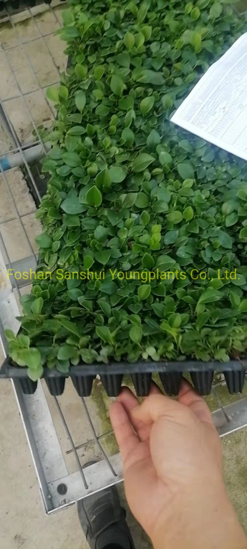 Peperomia Obtusifolia Jade Plant Nursery Wholesale Import From China