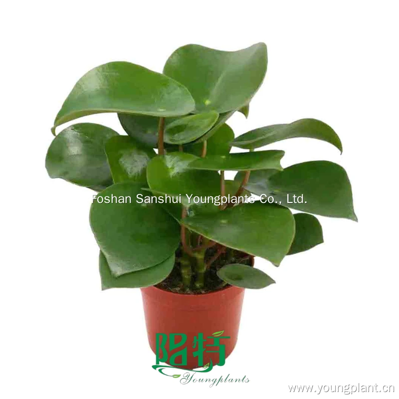 Foshan Youngplants - Peperomia Polybotrya Ornamental Foliage Plant Wholesale Import From China Peperomia 1