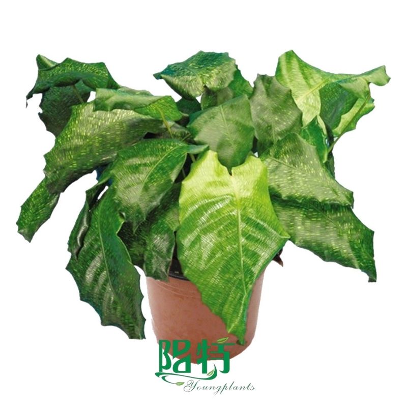 aglaonema pink dalmatian propagation | Youngplants