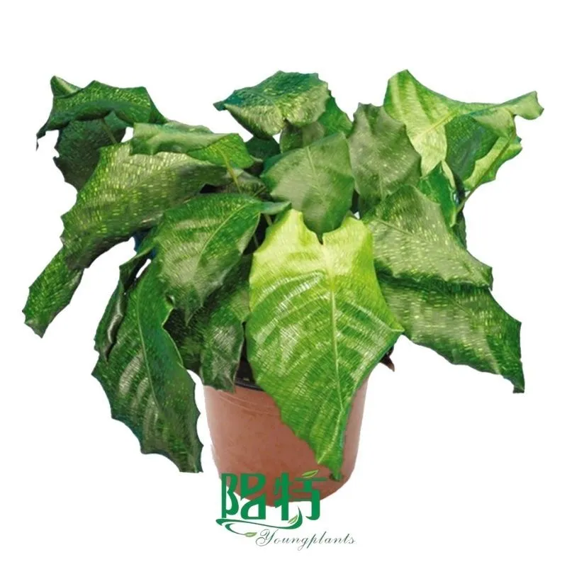 Foshan Youngplants - Calathea bella 'Network' Tray Plant Plugs Wholesale Supplier 1