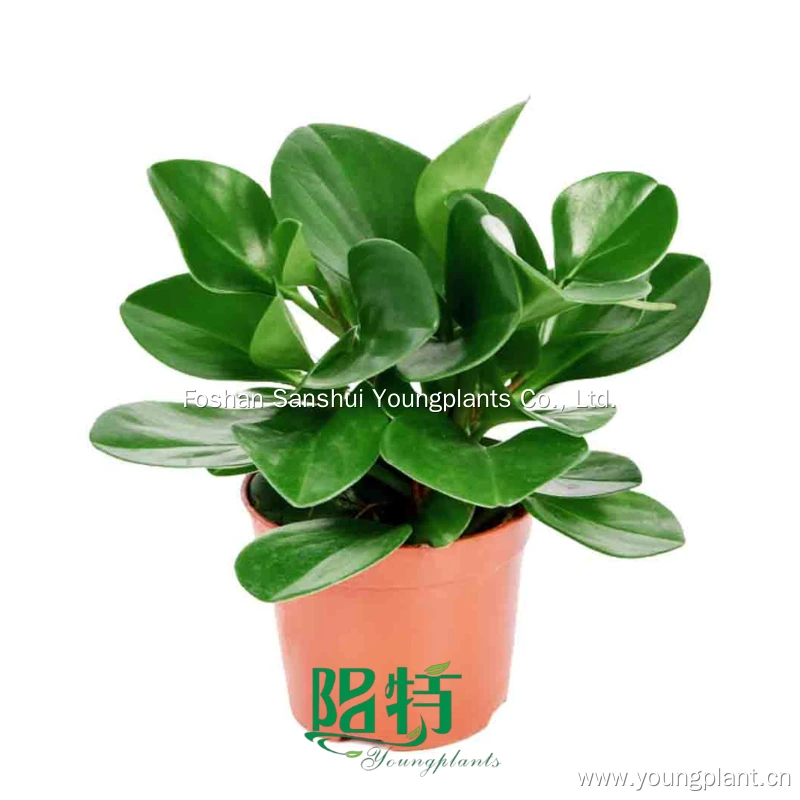 Foshan Youngplants - Peperomia Obtusifolia Plant Nursery Wholesale Import From China Peperomia 1