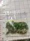 Syngonium Batik: Stylish Indoor Air Purifying Plant 4
