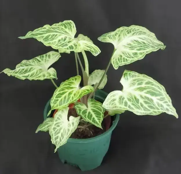 Fully Utilize aglaonema bloom To Enhance Your Business